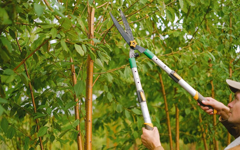 Tree trimming in Galeton, CO